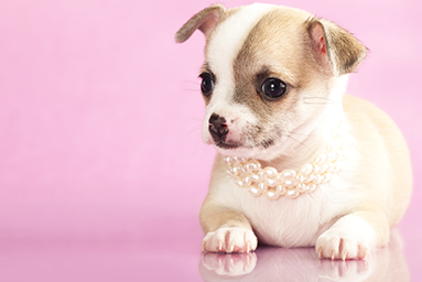 Basic Teacup Dogs Accessories and Things